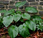 Hosta ‘Blue Angel’