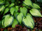 Hosta ‘Paul’s Glory’
