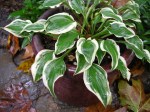 Hosta ‘Pixie Vamp’