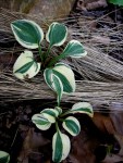 Hosta ‘Mighty Mouse’