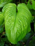 Hosta ‘Sum and Substance’