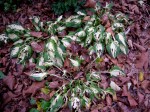 Hosta ‘Fantasy Island’