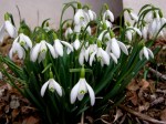 Galanthus nivalis/Common Snowdrop