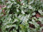 Arum italicum ‘Tiny Tot’/’Tiny Tot’ Italian&nbsp;Arum