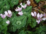 Cyclamen hederifolium