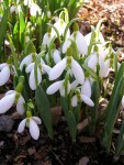 Galanthus elwesii