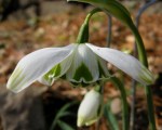 Galanthus ‘Ophelia’