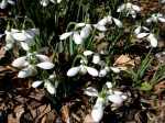 Galanthus ‘Brenda Troyle’ Cresson&nbsp;garden