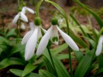 Galanthus woronowii
