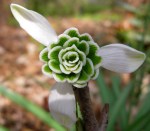 Galanthus ‘Dionysus’ Cresson&nbsp;Garden