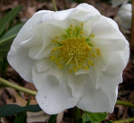 Helleborus niger double form Cresson garden