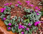 Cyclamen coum ‘Rose’