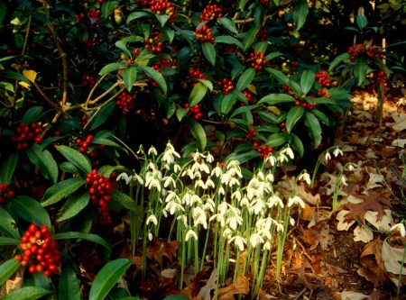 Galanthus reginae-olgae Cresson photo