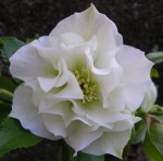 Helleborus x ‘Mrs. Betty&nbsp;Ranicar’