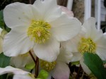 Helleborus niger ‘Jacob’