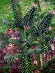 Abies numidica, Algerian&nbsp;fir