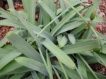 Galanthus elwesii var. monostichus ‘Potter’s Prelude’