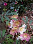 Helleborus niger ‘Jacob’ with Camellia x ‘Winter’s Joy’