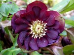 Helleborus x “Double&nbsp;Purple”