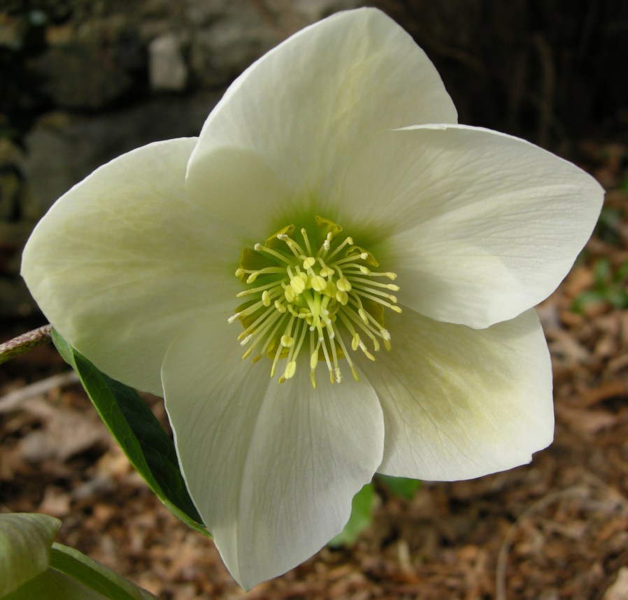 January GBBD Hellebores on Parade CAROLYN'S SHADE GARDENS
