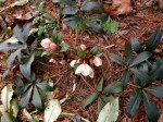 Helleborus x ericsmithii ‘Winter’s Song’