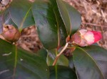 Camellia japonica”Unnamed Korean&nbsp;Seedling”