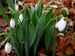 Galanthus elwesii