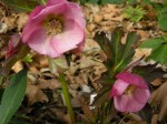 Helleborus x hybridus ‘Pink Tea&nbsp;Cup’