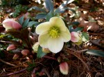Helleborus x ericsmithii ‘HGC Winter’s&nbsp;Song’
