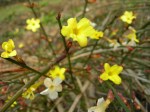 Jasminum nudiflorum