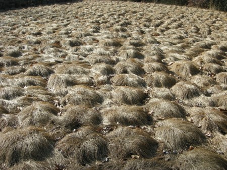 below the Ruin Garden Chanticleer
