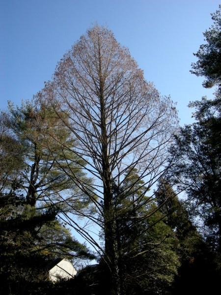 Path to Chanticleer House