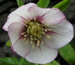 Helleborus x ‘Painted&nbsp;Bunting’