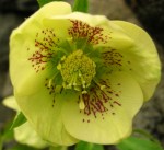 Helleborus x ‘Gold&nbsp;Finch’