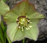 Helleborus x ‘Phoenix’
