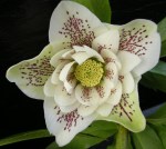 Helleborus x ‘Elegance&nbsp;White’