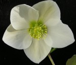 Helleborus x ‘Snow&nbsp;White’