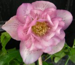 Helleborus x ‘Phoebe’