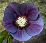 Helleborus x ‘Slate’