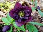 Helleborus x “Double&nbsp;Purple”
