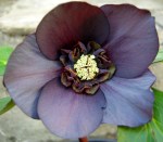 Helleborus x ‘Starling’