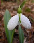 Galanthus plicatus ‘Augustus’