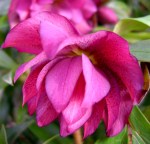 Helleborus x “Double&nbsp;Rose”