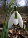 Galanthus ‘Kite’