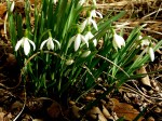 Galanthus nivalis