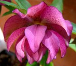 Helleborus x “Double&nbsp;Rose’