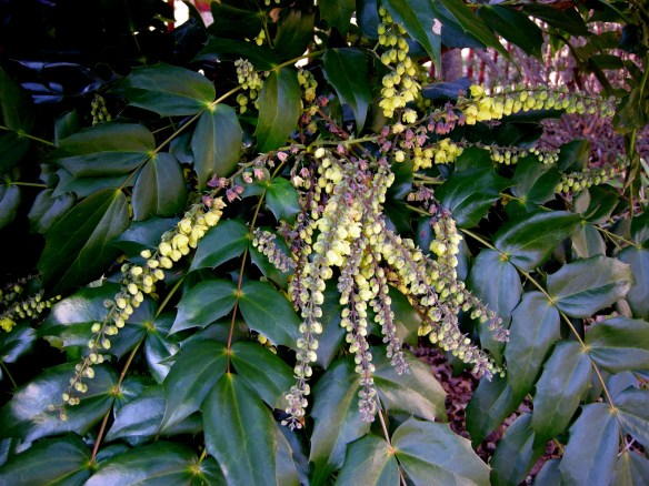 Mahonia japonica | CAROLYN'S SHADE GARDENS