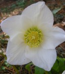 Helleborus niger ‘Josef&nbsp;Lemper’
