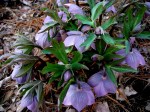 Helleborus purpurascens