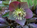Helleborus purpurascens